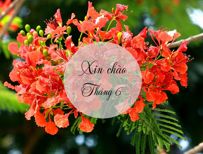 Hình ảnh chào tháng 6 đẹp