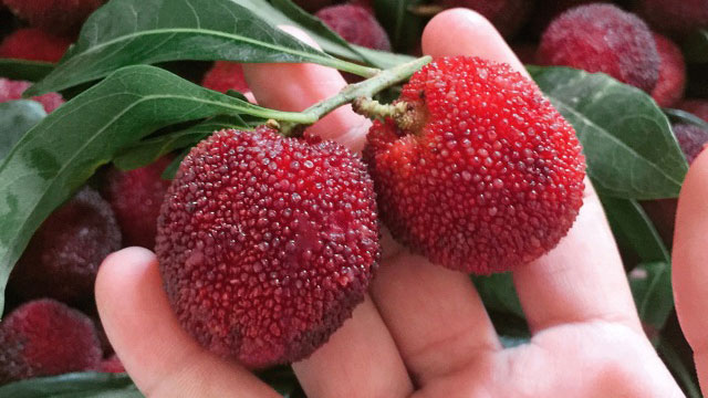 Quả thanh mai là gì Quả thanh mai là gì