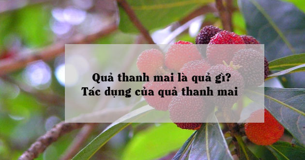 Quả thanh mai là gì Quả thanh mai là gì