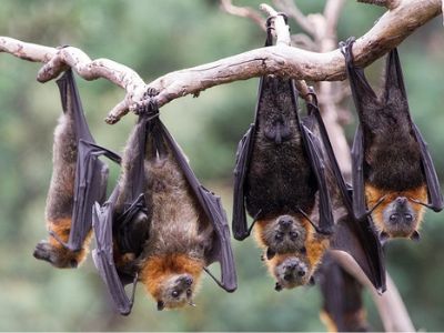 cách đuổi dơi cách đuổi dơi