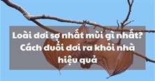 Loài dơi sợ nhất mùi gì nhất? Cách đuổi dơi ra khỏi nhà hiệu quả