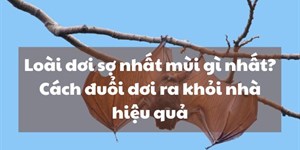 Loài dơi sợ nhất mùi gì nhất? Cách đuổi dơi ra khỏi nhà hiệu quả