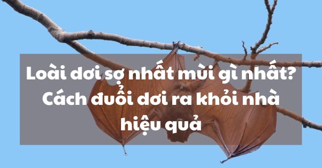 cách đuổi dơi cách đuổi dơi