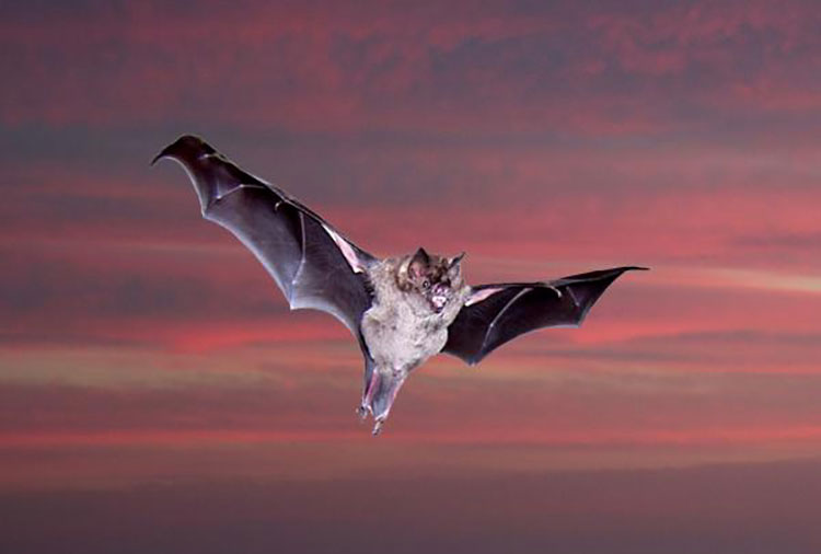 Dơi bay vào nhà là tốt hay xấu