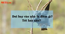 Dơi bay vào nhà là điềm gì? Có nên đuổi ra không?