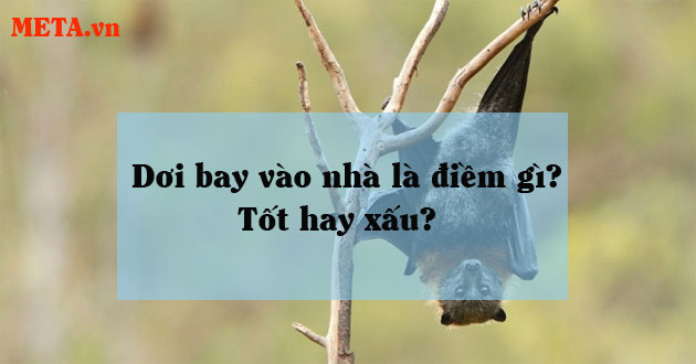 Dơi bay vào nhà là điềm gì