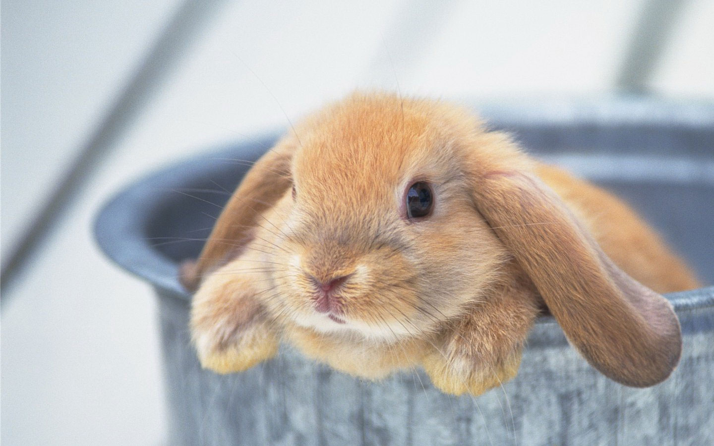 Hình ảnh con thỏ cute Hình ảnh con thỏ cute