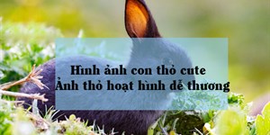 Hình ảnh con thỏ cute, ảnh thỏ hoạt hình dễ thương đẹp nhất