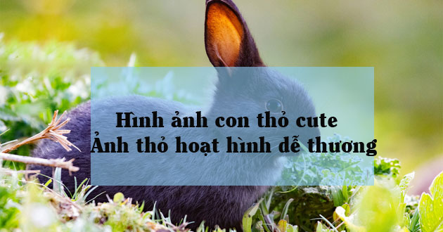 Hình ảnh con thỏ Hình ảnh con thỏ
