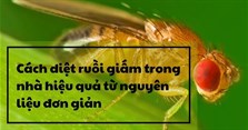Cách diệt ruồi giấm trong nhà hiệu quả từ nguyên liệu đơn giản