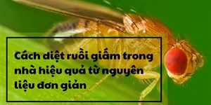 Cách diệt ruồi giấm trong nhà hiệu quả từ nguyên liệu đơn giản