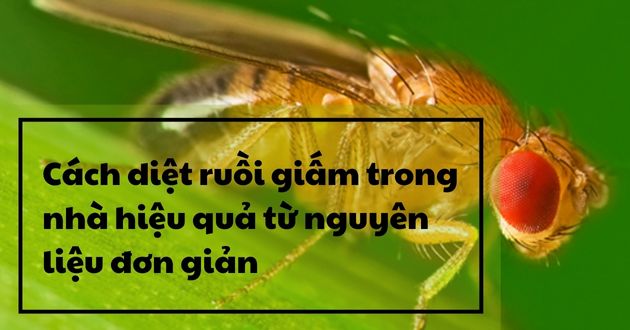 Ruồi giấm
