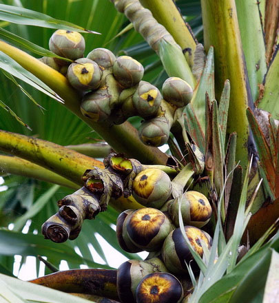 Hình ảnh cây thốt nốt