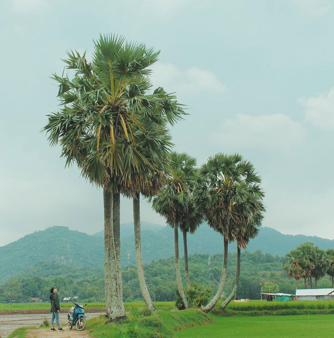 Hình ảnh cây thốt nốt