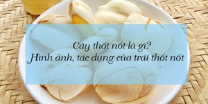 Cây thốt nốt là gì? Hình ảnh, tác dụng và cách ăn trái thốt nốt