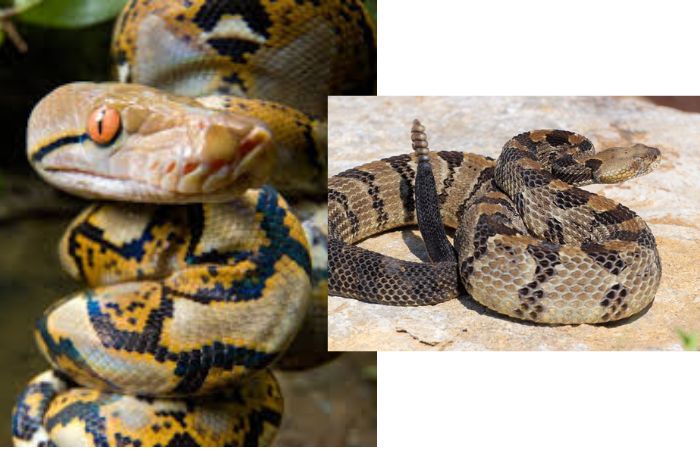 Con nưa là con gì