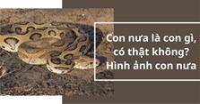 Con nưa là con gì, có thật không? Hình ảnh con nưa