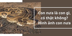 Con nưa là con gì, có thật không? Hình ảnh con nưa