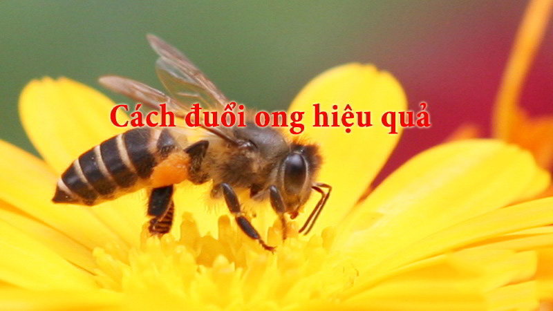 Tìm hiểu cách đuổi ong ra khỏi nhà đơn giản Tìm hiểu cách đuổi ong ra khỏi nhà đơn giản
