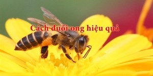 Cách làm ong ra khỏi nhà an toàn nhất