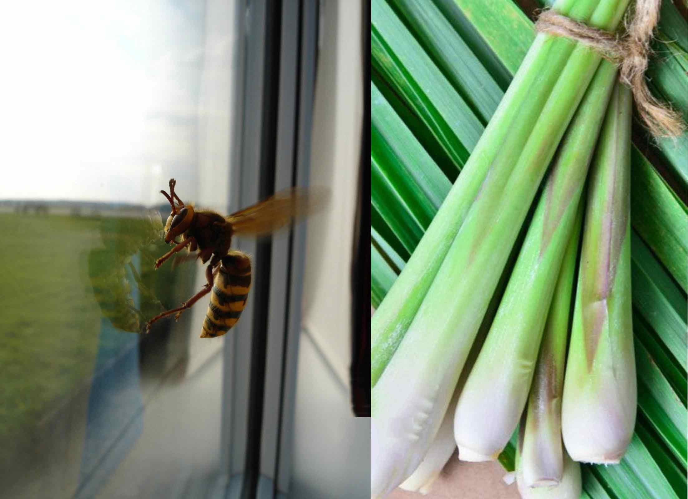 Cách đuổi ong ra khỏi nhà bằng sả Cách đuổi ong ra khỏi nhà bằng sả