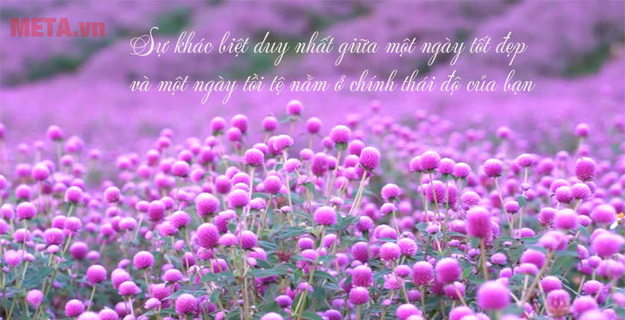 Những câu nói tâm đắc hay về cuộc sống Những câu nói tâm đắc hay về cuộc sống