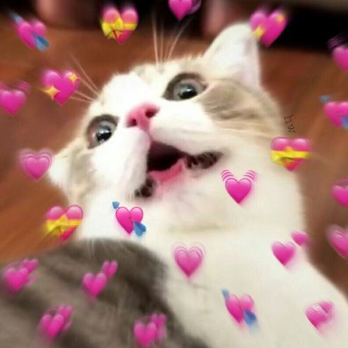 Hình ảnh thả thính