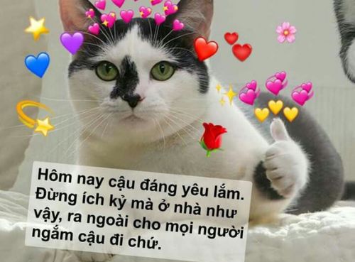 Hình ảnh thả thính