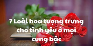 Loài hoa đại diện cho tình yêu