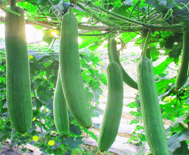 Cách chọn mướp Cách chọn mướp