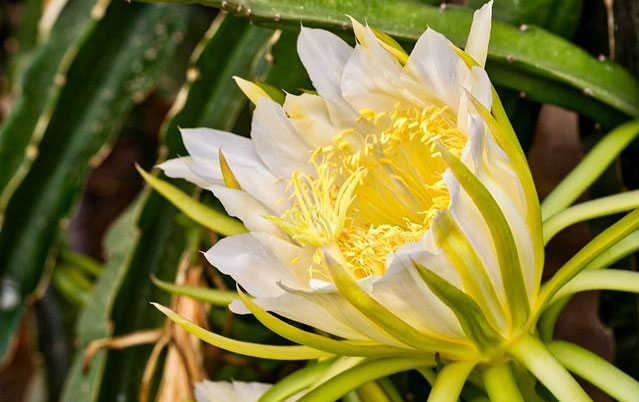 Ý nghĩa của hoa quỳnh Ý nghĩa của hoa quỳnh