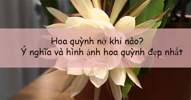 Hoa quỳnh Hoa quỳnh
