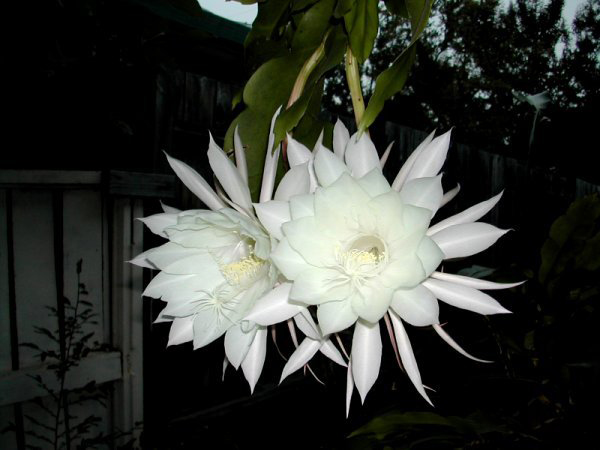Thơ hay về hoa quỳnh Thơ hay về hoa quỳnh