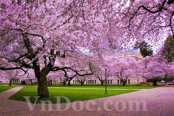 Chỉ bằng vài bước đơn giản bạn đã có thể chèn chữ ở trong Photoshop rồi đấy Cách viết text trong Photoshop