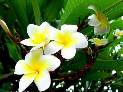 9 loài hoa cấm kỵ tuyệt đối không đặt trên ban thờ