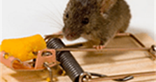 Học người Nhật cách làm bẫy chuột cực hiệu quả