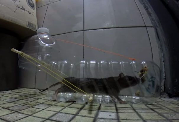 Học người Nhật cách làm bẫy chuột cực hiệu quả