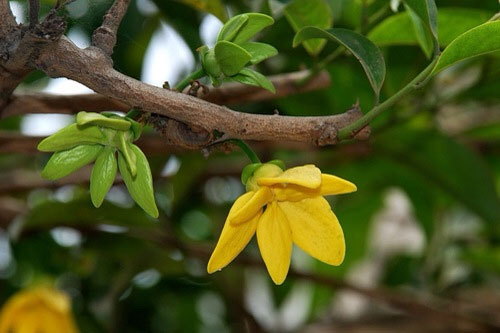 9 loài hoa cấm kỵ tuyệt đối không đặt trên ban thờ