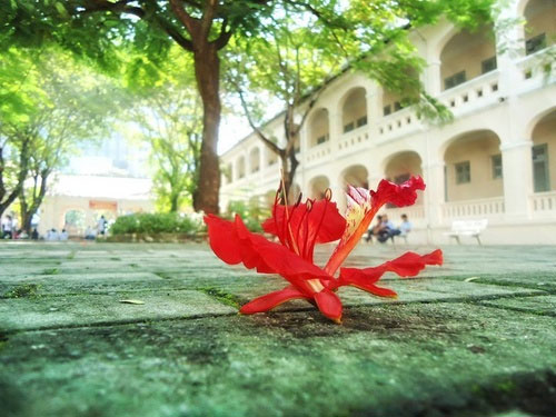 Hàng phượng vỹ và mái trường luôn gợi nhớ cho ta về thầy cô kính mến Thơ hay để đăng lên báo tường 20-11