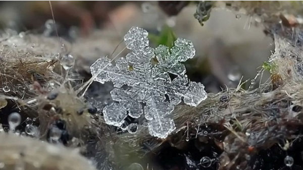 Hoa tuyết là một biểu tượng trang trí không thể thiếu của Giáng sinh Cách cắt hình bông tuyết cực dễ trang trí Giáng sinh