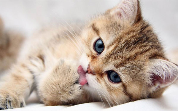 Tuyệt đối kiêng tặng mèo vào dịp năm mới 7 món đồ kiêng kỵ không nên tặng ngày Tết