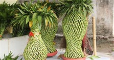 Cách làm cây phát lộc cho tiền vào như nước