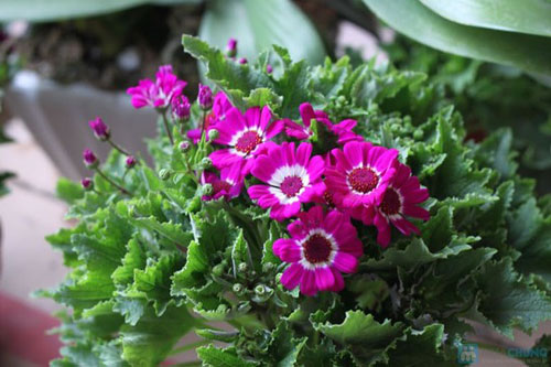 10 vật dụng trang trí Tết mang lại nhiều tài lộc