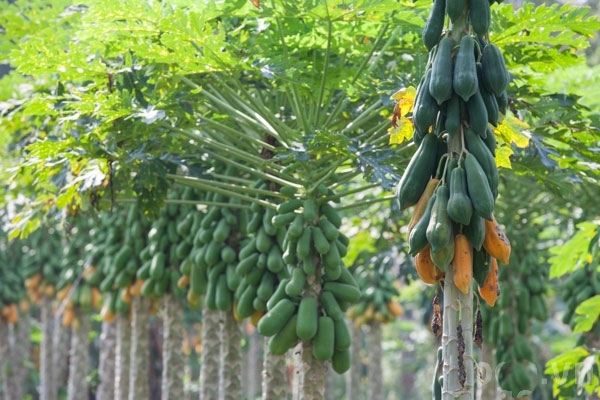 Cách chọn hoa và cây cảnh ngày Tết