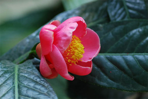 Cách chọn hoa và cây cảnh ngày Tết