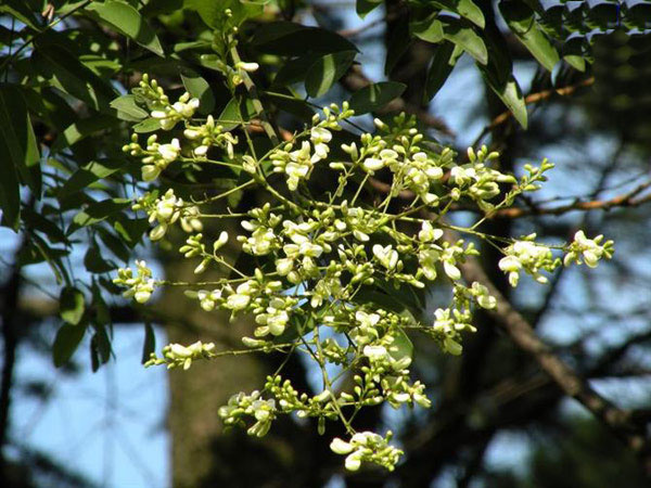 Cách chọn hoa và cây cảnh ngày Tết