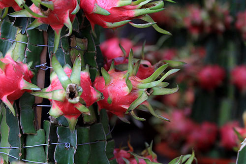 Cách chọn hoa và cây cảnh ngày Tết