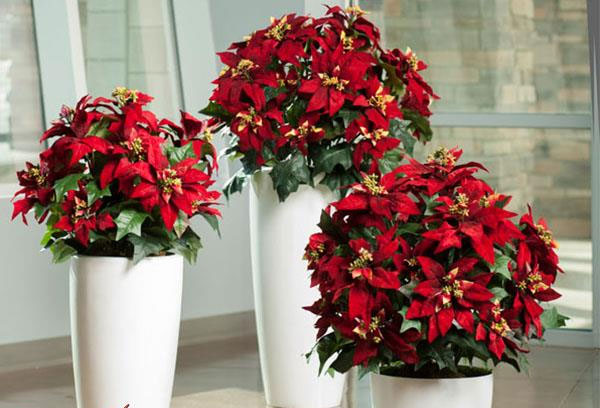 Cách chọn hoa và cây cảnh ngày Tết