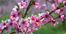 Cách chọn hướng đặt bình đào ngày Tết
