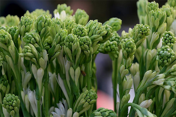 Cách dâng hoa ý nghĩa trên ban thờ ngày Tết